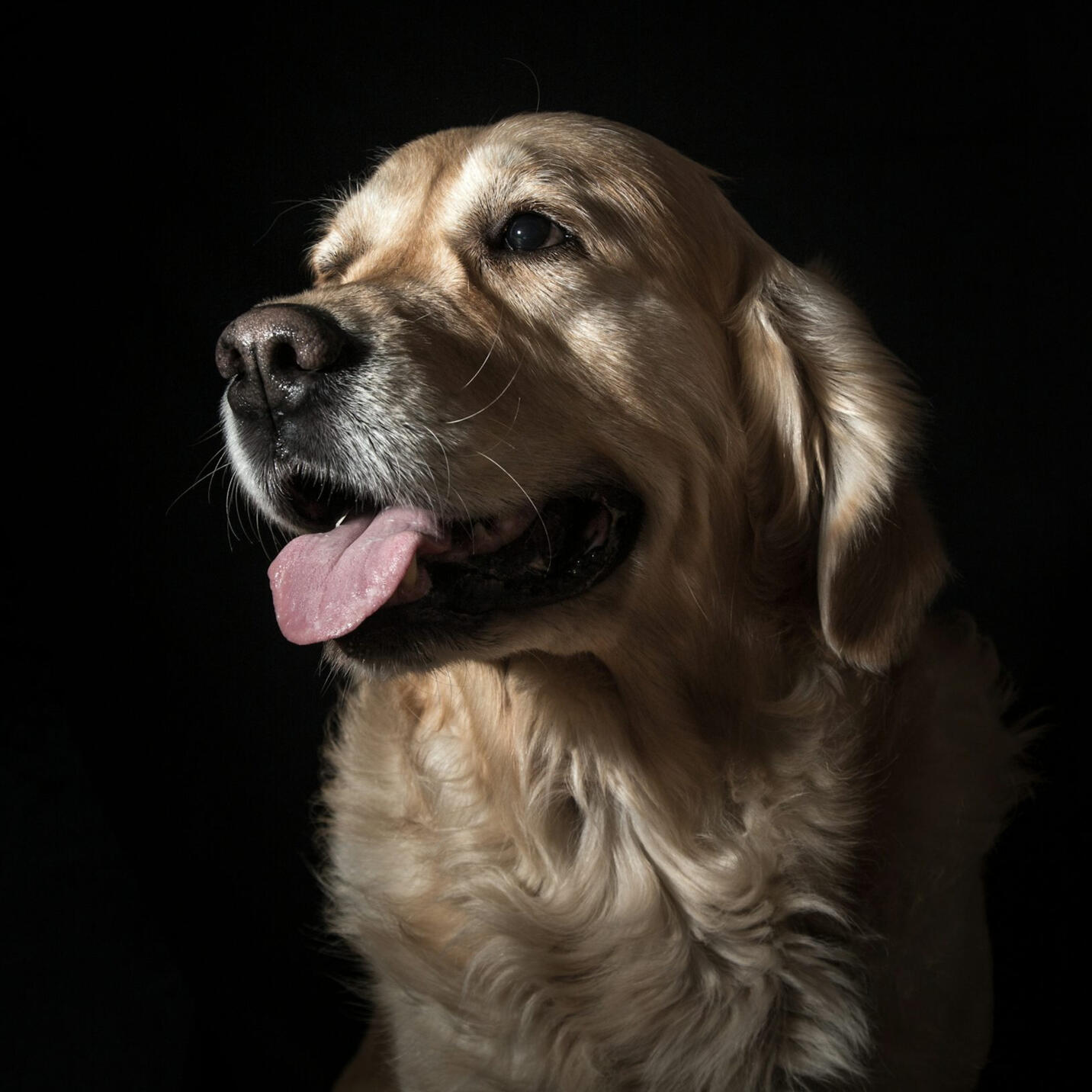 Therapeutic pet massage session – pet bodywork in Pakenham for senior and anxious dogs