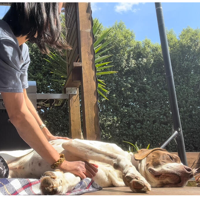 Initial 60 minute WEBB Bodywork session for pets – Pure Bliss Pet Wellness, Pakenham