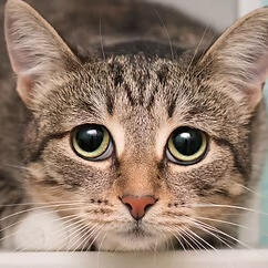 Anxious cat calming during therapeutic bodywork session by Pure Bliss Pet Wellness, South East Melbourne
