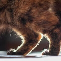 Pet recovering from injury receiving gentle fascial release bodywork, Pakenham